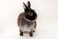 Little black rabbit on white background. Netherland Dwarf Rabbit. Royalty Free Stock Photo