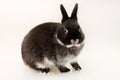 Little black rabbit on white background. Netherland Dwarf Rabbit. Royalty Free Stock Photo