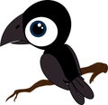 Little black raven on branch Royalty Free Stock Photo