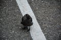 Little black rook stands on the pavement