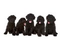 Little Black Russian Terrier Puppy on White Backgr Royalty Free Stock Photo