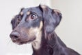 A little black saluki puppy is relaxing at home. Persian greyhound looking intensely away from camera with her big brown eyes. Royalty Free Stock Photo