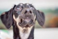 A little black saluki puppy is relaxing at home. Persian greyhound looking intensely away from camera with her big brown eyes. Royalty Free Stock Photo