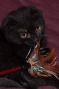 little black scottish fold cat with feather toy