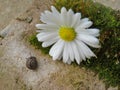 Little black snail on a gray stone.