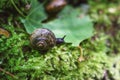 Little black snail on green shaggy moss in motion Royalty Free Stock Photo