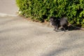 Little black spitz - pomeranian with rope line, is standing for waiting something at the outdoor park