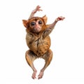 Surrealistic Flying Monkey: Explosive Pigmentation And Dynamic Pose