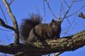 Little black squirrel winter struggle on food search