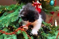 Kitten Climbing on a Christmas Tree Royalty Free Stock Photo