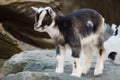 little baby goat standing on a rock Royalty Free Stock Photo