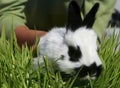 Little black and white bunny in the grass.