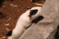 Little black and white guinea eating cabbage leaf Royalty Free Stock Photo