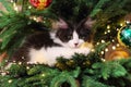 Kitten Climbing on a Christmas Tree Royalty Free Stock Photo