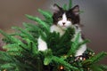 Kitten Climbing on a Christmas Tree Royalty Free Stock Photo