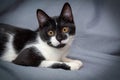 Little black and white kitten on gray background Royalty Free Stock Photo