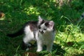 Little black and white kitten walking through green grass Royalty Free Stock Photo