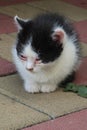 Little black and white kittten with eye inflammation and red skin with crust around eyes, called conjunctivitis