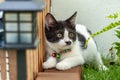 Little black and white long-legged munchin kitten lie in the garden. His face looked like Charlie chaplin