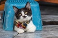 Little black and white long-legged munchin kitten lie under the very short plastic chair. His face looked like Charlie chaplin