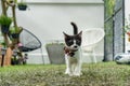 Little black and white long-legged munchin kitten walk like a mafia in the garden. His face looked like Charlie chaplin