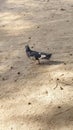 Little Black White Pigeon on The Calm Shore