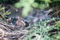 Little blackbird baby in the nest Royalty Free Stock Photo