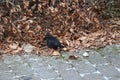 Little blackbird standing on leafs