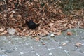 Little blackbird standing on leafs