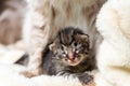 Little blind kitten with his mother