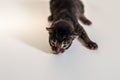 Little blind newborn baby kitten isolated on a white background