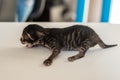 Little blind newborn kitten meowing on a white table