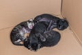 Little blind newborn kittens sleeping in a cardboard box