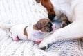 Little blind puppy Jack Russell Terrier smells towards his mom. Maternity, home