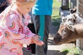 Little blond girl feeding young goats Royalty Free Stock Photo