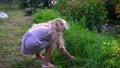 Little blond girl looking for carrots in garden. Child uproot carrot vegetable