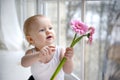 1 little blonde girl with beautiful blue eyes sitting by the window with pink flowers Royalty Free Stock Photo