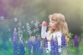 Little blonde girl with curly hair walking in a field with lupins, blowing soap bubbles, summer evening Royalty Free Stock Photo