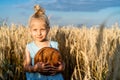 a little blonde girl in a rye field, a happy child with a rye round bread Royalty Free Stock Photo