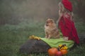A little blonde girl with a small red dog in the autumn misty forest sitting on a log next to pumpkins. Autumn