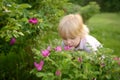 Little blonde hair boy enjoy blooming of rosehip on warm summer day. Preschooler child is sniffing the heads of purple flowers.