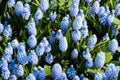 Little blooming blue flowers