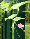 Little blooming Mexican Creeper flower on green fence