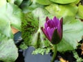 Little blooming purple lotus flower in pond