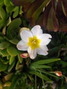 Little blooming white flower