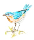 Little blue bird, watercolor hand painting on isolated white background Royalty Free Stock Photo