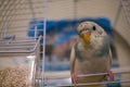 Small Blue Budgie Parrot Bird Sit Cage Food Royalty Free Stock Photo