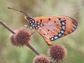 Cute orange butterfly Royalty Free Stock Photo