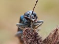 Little blue bug in afternoon Royalty Free Stock Photo