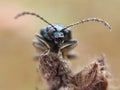 Little blue bug in afternoon Royalty Free Stock Photo